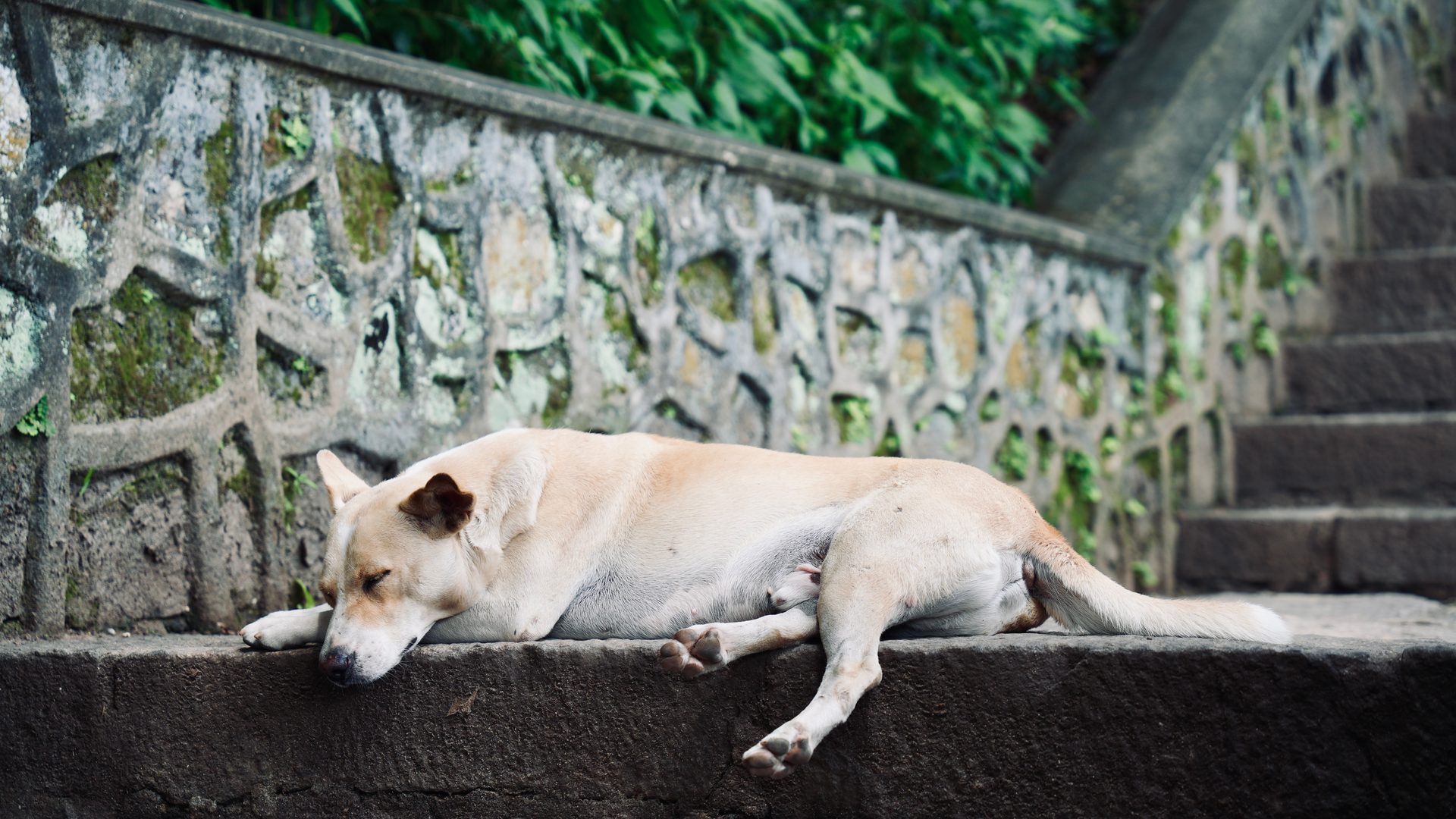 A dog resting on the steps outside Building 5 of the Institute of Software, Chinese Academy of Sciences (ISCAS)